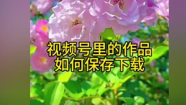 求推荐好用的网页视频下载提取器，操作简单高效？